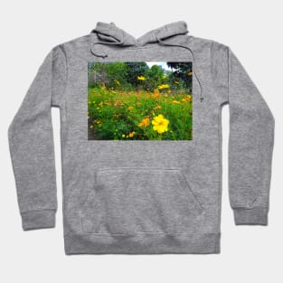 cosmos, yellow, floral, flower, cosmos flower, cosmos flowers, botanical, nature, flowers, garden, yellow cosmos, daisy, yellow flower, natural, wildflowers Hoodie